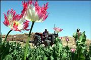 A farmer on his tractor plows under fields of poppies in the Marjah
District of Afghanistan. The Afghan government has demanded the
destruction of all poppies grown for opium production.