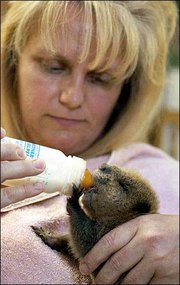Operation Wildlife executive director Diane Johnson feeds a beaver
kit at the rehabilitation facility northeast of Lawrence. The
nonprofit organization has requested funds from the city to cover
costs for wild animal calls it receives from Lawrence.