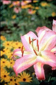 Oriental lilies add color to gardens. Popular shades for flowers
are chartreuse, orchid, orange, purple, red, yellow, coral, blue,
lavender and hot pink.