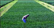 Joe Martin, a wheat breeder, inspects a test plot of white wheat at
the Kansas State University Agricultural Research Center in Hays.
Production of white wheat in Kansas could jump as farmers take
advantage of a new $20 million incentive program as part of the new
farm bill.
