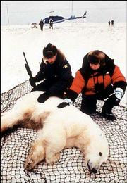 Ewan McGregor, right, host of PBS&squot; "Nature" episode "The Polar
Bears of Churchill," takes a close look with Canadian wildlife
officer Wayde Roberts at a tranquilized polar bear before it is
removed by helicopter to the Hudson Bay ice in Manitoba, Canada.
The show premieres today on PBS stations.
