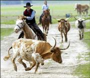 John Curry, alias "Kansas Jack" of Olathe and a member of the
Single Action Shooters Society of Olathe, helps drive some Longhorn
cattle at the Free State Farm in Lawrence. Curry and members of the
new organization "Cowboys" gathered Thursday in Lawrence to develop
and encourage travel in Kansas to unique cowboy attractions.
