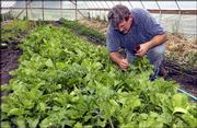 Dan Nagengast, spokesman for Rolling Prairie Farmers Alliance,
picks beets from one of his hothouses. Nine farmers maintain a
cooperative that sells fruits and vegetables in Lawrence, Shawnee
and Kansas City, Kan.