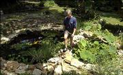 Larry Redding's backyard water garden on West 27th Street features
a variety of aquatic and bog plants, Kansas wildflowers and bamboo.