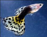 A Half Black AOC male guppy is among the fish owned by Steve Urick
of Hampton, Va. Urick raises fancy fish and exhibits them at
internationally sanctioned shows.