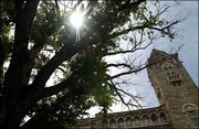 A 90-year-old elm tree in front of KU's Natural History Museum is
scheduled to be cut down this month. The tree has been ravaged by
disease, as evidenced here by the leafless branches.