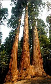 Fire came within two miles of the giant sequoias in the Trail of
100 Giants near Johnsondale, Calif. The trail is home to many of
the planet's oldest and largest trees. A California woman is being
held on suspicion of starting a 57,000-acre fire that has gobbled
swaths of Sequoia National Forest.