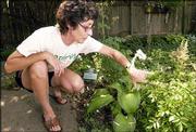 Jeanne Klein, a theater professor at Kansas University, tends the
On Stage hosta in her backyard garden. Klein likes to pick flowers
based on their names, which she says helps give them character.