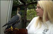 Diane Johnson, founder of Operation WildLife holds a Peregrine
falcon used in the organization's education program. The program
uses animals that cannot be released into the wild to educate the
public about wildlife.