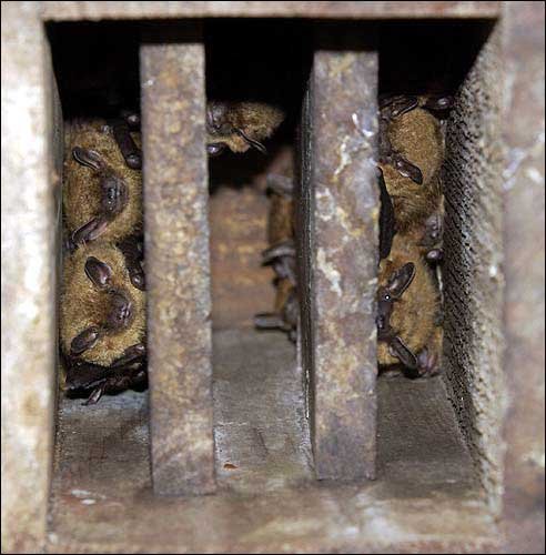 photo dozens of brown bats huddle together inside a bat photo dozens of brown bats huddle together inside a bat