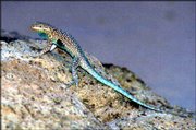 A male side-blotched lizard is shown in this photo provided by the
Arizona Game and Fish Department. Female side-blotched lizard
controls all aspects of mating and reproduction. She also picks the
best sites to live.