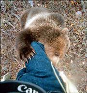 A baby brown bear climbs up the leg of photographer Rick Sammon at
Wild Eyes Animal & Photo Adventures, a game farm near
Kalispell, Mont. The game farm allows photographers to get up close
and personal with wild animals under the supervision of experienced
guides.