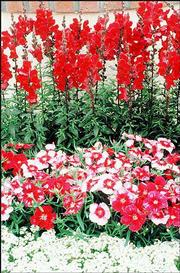 Dianthus corona cherry MAGIC is suited for patio containers or
window boxes and are a perfect companion plant for dwarf conifers
or tropical foliage plants.