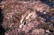 A trail of human footprints, found in a volcanic pyroclastic flow,
has been dated to between 325,000 and 385,000 years ago. The tracks
were discovered at the Roccamonfina volcano in southern Italy.
Italian scientists have discovered three fossilized trails of
footprints that early humans left as they fled an active volcano.