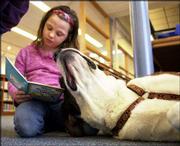 HANNIBAL, A St. BERNARD, stretches while listening as Tori Wendig,
7, practices her reading skills at Dielber School in Perkasie, Pa.
Hannibal is one of the licensed "therapy dogs" who comes to the
school and some libraries in northern suburbs of Philadelphia to
help children read with more confidence through a program called
Paws With Patience.