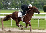 Assistant trainer Robin Smullen rides Funny Cide during a workout
Tuesday in Elmont, N.Y. Funny Cide, winner of the Kentucky Derby,
is a 7-5 favorite to win today's Preakness in Baltimore.