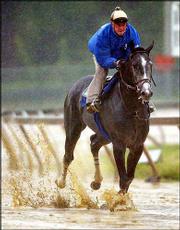 Senor Swinger, with Charlie Rossier up, works out. The horse was
practicing Friday morning at the Pimlico Race Course in preparation
for today's Preakness, the second leg of horse racing's Triple
Crown.