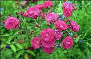 PINK MINIATURE ROSES have been a fixture in Lena Davis' garden. The
roses have grown in her garden since the late 1950s, when Davis,
98, sent in a 25-cent coupon from a Post Toasties cereal box.