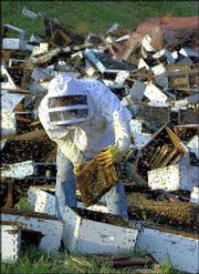 Mark Roberts assists in the cleanup of an accident Sunday that
involved millions of bees escaping in Claycomo, Mo.