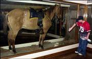 Volunteer Kevin Williams cleans the display case of Comanche in the
Natural History Museum at Kansas University in this 2001 photo.
Comanche was one of the few survivors on Gen. George A. Custer's
side of the Battle of Little Bighorn. Today, 127 years after the
battle, a monument to tribal warriors is being dedicated.