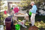 Debbie Milks and Charlie NovoGradac open chestnuts. The couple grow
chestnuts, pecans, walnuts and Christmas trees on 20 acres of land
north of Lawrence.