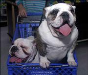 Bulldogs Sybil, left, and Trudy are next in line to have a photo
taken with a person dressed as Santa "Paws." They got their picture
taken Dec. 7 at a Petsmart in Scottsdale, Ariz. Pet supply
companies, which have enjoyed strong growth even in the soft
economy, say the demand for holiday-themed products keeps growing.