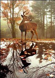 A whitetail deer strikes a majestic pose at a pond at North
Carolina's Grandfather Mountain in this image by photographer Hugh
Morton.