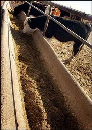 Cattle feed on a mixture of hay, corn, potato byproducts and used
brewer's grain on the Peddicord farm near Wamego. Like other
feedlot operators, Buck Peddicord knows success depends on the
health of the beef cattle he keeps in his pens until they are sold.