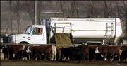 Workers feed a mixture of corn, hay and grain on the Buck Peddicord
farm near Wamego. Since 1997, the Food and Drug Administration has
banned the use of cattle products in feed for cattle, sheep and
goats because of the possibility they could spread mad cow disease,
also known as bovine spongiform encephalopathy. The announcement in
December of a lone case of mad cow disease in Washington state has
worried cattle producers about the effect on the beef industry.