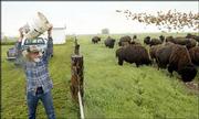 Gary Chaput, ranch manager at the L.C.L. Buffalo Ranch in Clifton,
spreads out "range cube" food to 250 head of American bison. The
ranch is owned by Lester Lawrence, of Clifton. A proposal to turn
large swaths of rural Kansas back to buffalo will be discussed
Wednesday in Manhattan.