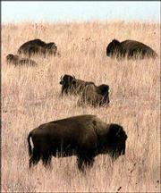 Buffalo graze on the tall grass of the Maxwell Wildlife Refuge near
Canton. A proposal first made in the 1980s to turn large portions
of the Kansas prairie back to the buffalo is being examined again
as the state's population in rural areas declines.