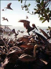 Pelicans and other birds flock in for feeding time at the Florida
Keys Wild Bird Center in Tavernier, just south of Key Largo, Fla.
Every day a few buckets of fish are thrown to supplement the wild
pelicans' diet.