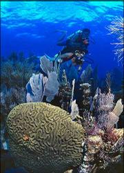 Divers explore the coral reef in the Florida Keys National Marine
Sanctuary off Key Largo, Fla. Other activities in the Key Largo
area include fishing excursions, biking and expensive "swimming
with the dolphins" programs at any of several research centers.