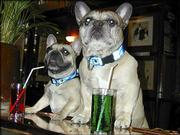 French bulldogs Titi, left, and Nelson cozy up to the bar at Cafe
le Bouledouge Brasserie, one of the many establishments in Paris
where dogs are welcomed.