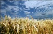 Wheat ripens in a field north of Lawrence. Douglas County farmers
said Tuesday that they expected to begin harvesting their crops
next week if weather conditions remain dry. They are expecting an
above-average crop.