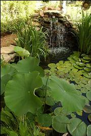 Lily pads big and small grow in the water pond fed by a waterfall
at the home of Mark Lehman and Diana Chamberlain in Old West
Lawrence.