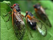 Red-eyed cicadas rest on a leaf in Annandale, Va. As these insects
die off, another generation is just beginning its 17-year life
cycle; they will emerge as adults in 2021.