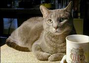 Waylon the cat enjoys a contemplative moment. He and his litter
mate, Willy, belong to Miriam Setterstrom, who named them for her
favorite singers, Willie Nelson and Waylon Jennings. Now 95,
Setterstrom resides in Lawrence, and Willy and Waylon live with her
son and daughter-in-law, Ted and Alice Thomas, near Linwood.
