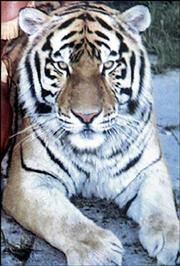 Bobo the tiger, owned by former B-movie actor Steve Sipek, is dead
after being shot by a Florida wildlife officer. Bobo escaped from
his compound Monday in Loxahatchee, Fla. The officer shot and
killed Bobo on Tuesday after the tiger leaped at him.
