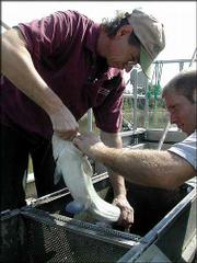 Steve Cringan, left, examines a fish from the Kansas River while
Clint Goodrich assists. Both are scientists with the Kansas
Department of Health and Environment.
