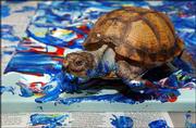 Koopa, a Gulf Coast box turtle, creates a custom-ordered painting
for a buyer in Australia at the home of his owner, Kira Varszegi,
in Hartford, Conn. Koopa's paintings are selling on eBay for
hundreds of dollars, and his pieces hang in 36 of the 50 states.