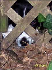 Special to the Journal-World Jezebel, a spaniel-mix puppy,
discovers a toad in the back yard and, curious but disconcerted at
the toad's hopping, noses in to investigate the critter from behind
the lattice work. The toad is in the lower left of the picture. The
dog belongs to Angela Richmond of Lawrence.