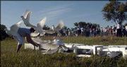 White doves are released at Sunday's closing ceremony for the
Lawrence Sesquicentennial at Sesquicentennial Point at Clinton
Lake.