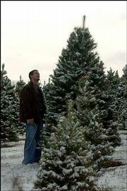 Curtis Walter spots the Christmas tree he wants to cut down and
take home for the holidays. He and his wife Audra, of Eudora,
searched Tuesday for the perfect tree at Strawberry Hill Christmas
Tree Farm west of Lawrence.