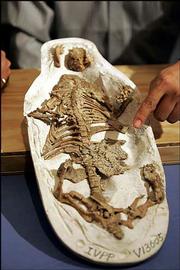 Hu Yaouming, unseen, a graduate student who studies at the American
Museum of Natural History points to the fossil of a 130
million-year-old mammal called Repenomamus robustus with the
remains of a very young Psittacosaurus in its stomach Wednesday at
the American Museum of Natural History in New York. Scientists say
the animal's last meal probably is the first proof that mammals
hunted small dinosaurs.