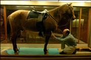 Bruce Scherting, exhibits director at Kansas University's Natural
History Museum, measures Comanche, the horse that survived Custer's
Last Stand. The famous stuffed horse, which has called the museum
home for more than a century, is being moved to a new location, a
project that worries museum officials because of the horse's
fragility.