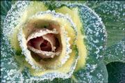 Ornamental cabbage is among a handful of hardy annuals that can
flourish during the coldest part of the growing season.