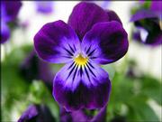 Pansies are most commonly grown as annuals. "They seem to produce a
bigger, brighter and bolder flower," says Ann Peuser, owner and
manager of Clinton Parkway Nursery.