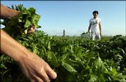 Berrigan Willmott, of Lawrence, scours a field for ripe spinach
leaves as Lori Yoder (hands) makes a pick on May 14, 2003, at
Pendleton&squot;s Country Market in rural Douglas County. The market
grows fruit, vegetables and flowers.<br>
<a href=
"http://etc.lawrence.com/galleries/america247/8325_lores.html"
target="_new" onclick=
"window.open(&squot;http://etc.lawrence.com/galleries/america247/8325_lores.html&squot;,&squot;Photo&squot;,&squot;height=650,width=550,screenX=10,screenY=10,&squot; + &squot;scrollbars,resizable&squot;); return false;">
<img src="http://www.ljworld.com/art/icons/icon_photo.gif" border=
"0" alt="photo"> Photo Gallery: Kansas 24/7</a><br>
