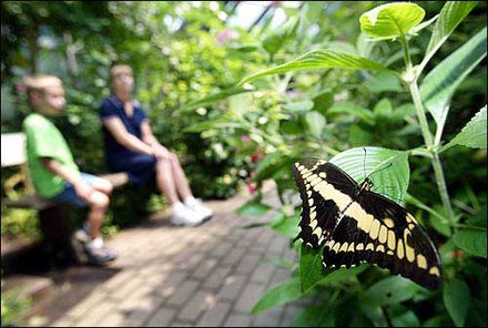 Butterfly Place